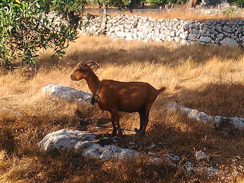 Retiro Da Avo Lidia - Turismo Rural Mendiga Esterno foto